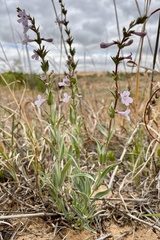 Penstemon fendleri