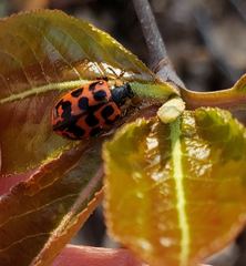 Chrysomela mainensis