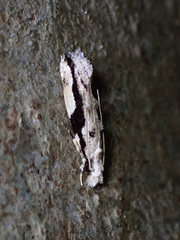 Erechthias atririvis