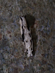 Erechthias atririvis