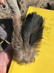 Geococcyx californianus