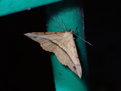 Pseudonadagara semicolor