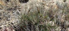 Ephedra compacta