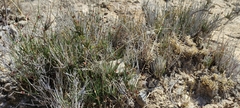Ephedra compacta