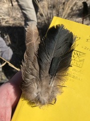 Geococcyx californianus