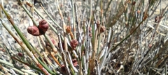 Ephedra compacta