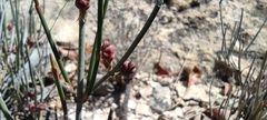 Ephedra compacta