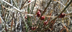 Ephedra compacta