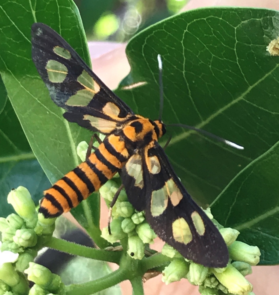 Amata lucerna