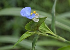 Commelina erecta