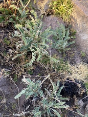 Astragalus garbancillo