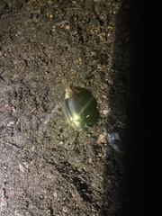 Chrysina resplendens