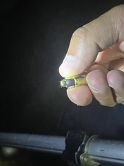 Chrysina resplendens