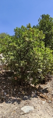 Quercus potosina