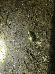 Chrysina resplendens