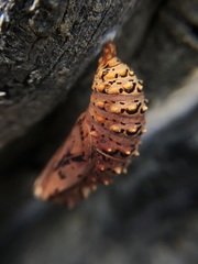Euphydryas chalcedona