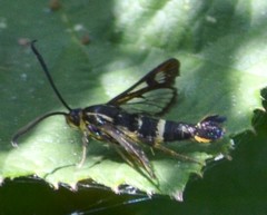 Synanthedon bibionipennis