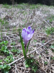 Crocus heuffelianus scepusiensis