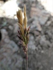 Bromus anomalus