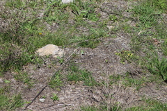 Callophrys affinis