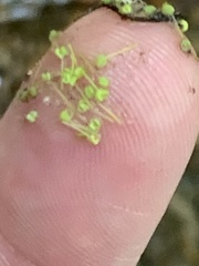 Lemna aequinoctialis