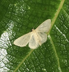 Idaea ptyonopoda
