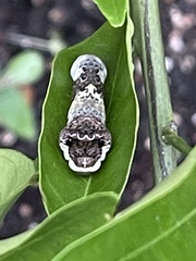 Lepidoptera