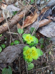 Chrysosplenium alternifolium