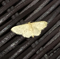 Idaea ptyonopoda