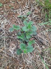 Rhynchosida physocalyx