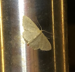 Idaea ptyonopoda