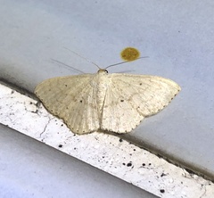 Idaea ptyonopoda