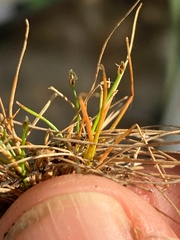 Eleocharis minuta