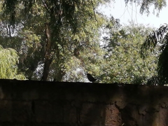 Catharus occidentalis