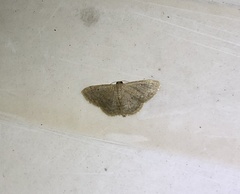 Idaea ptyonopoda