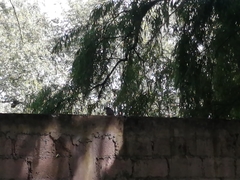 Catharus occidentalis