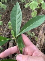 Planchonella pohlmaniana