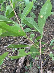 Planchonella pohlmaniana