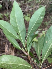 Planchonella pohlmaniana