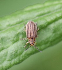 Ophraella conferta
