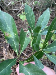 Planchonella pohlmaniana