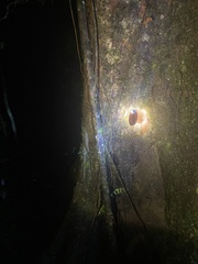 Megaloblatta blaberoides