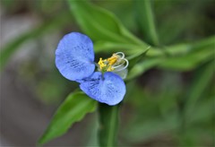 Commelina erecta