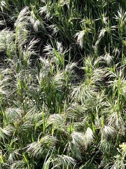 Bromus tectorum