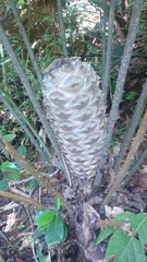 Ceratozamia