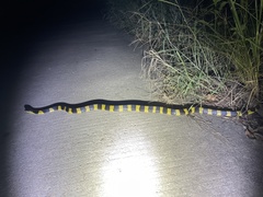 Bungarus fasciatus