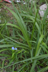 Commelina erecta