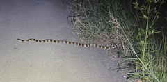 Bungarus fasciatus