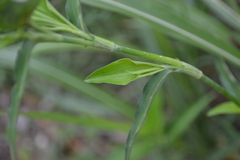 Commelina erecta