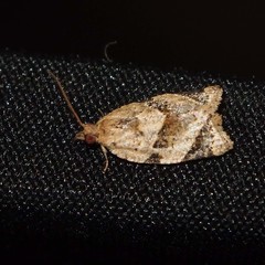 Neocalyptis affinisana